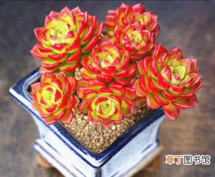 蒂亚多肉花剑剪掉可以再种吗 蒂亚多肉长花剑可以剪掉吗