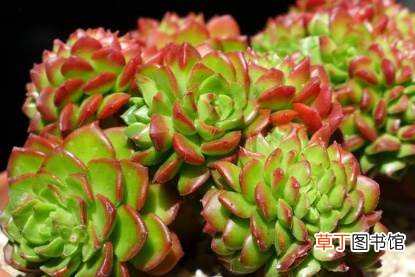 蒂亚多肉花剑剪掉可以再种吗 蒂亚多肉长花剑可以剪掉吗