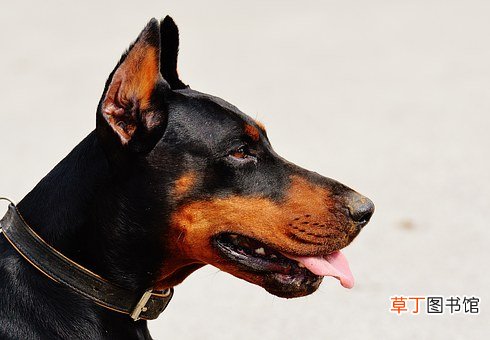 孕妇梦见被好多狗追是什么意思