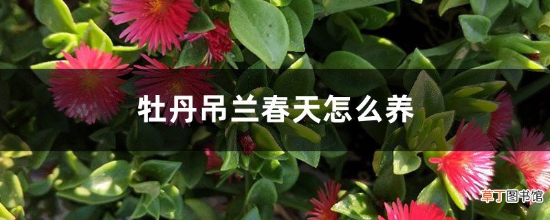 牡丹吊兰春天怎么养