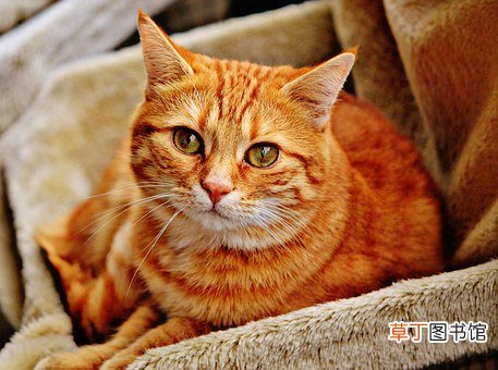 孕妇做梦手被猫抓伤了是什么意思
