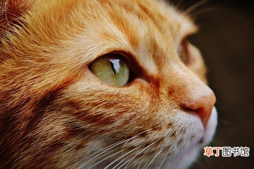 孕妇做梦手被猫抓伤了是什么意思