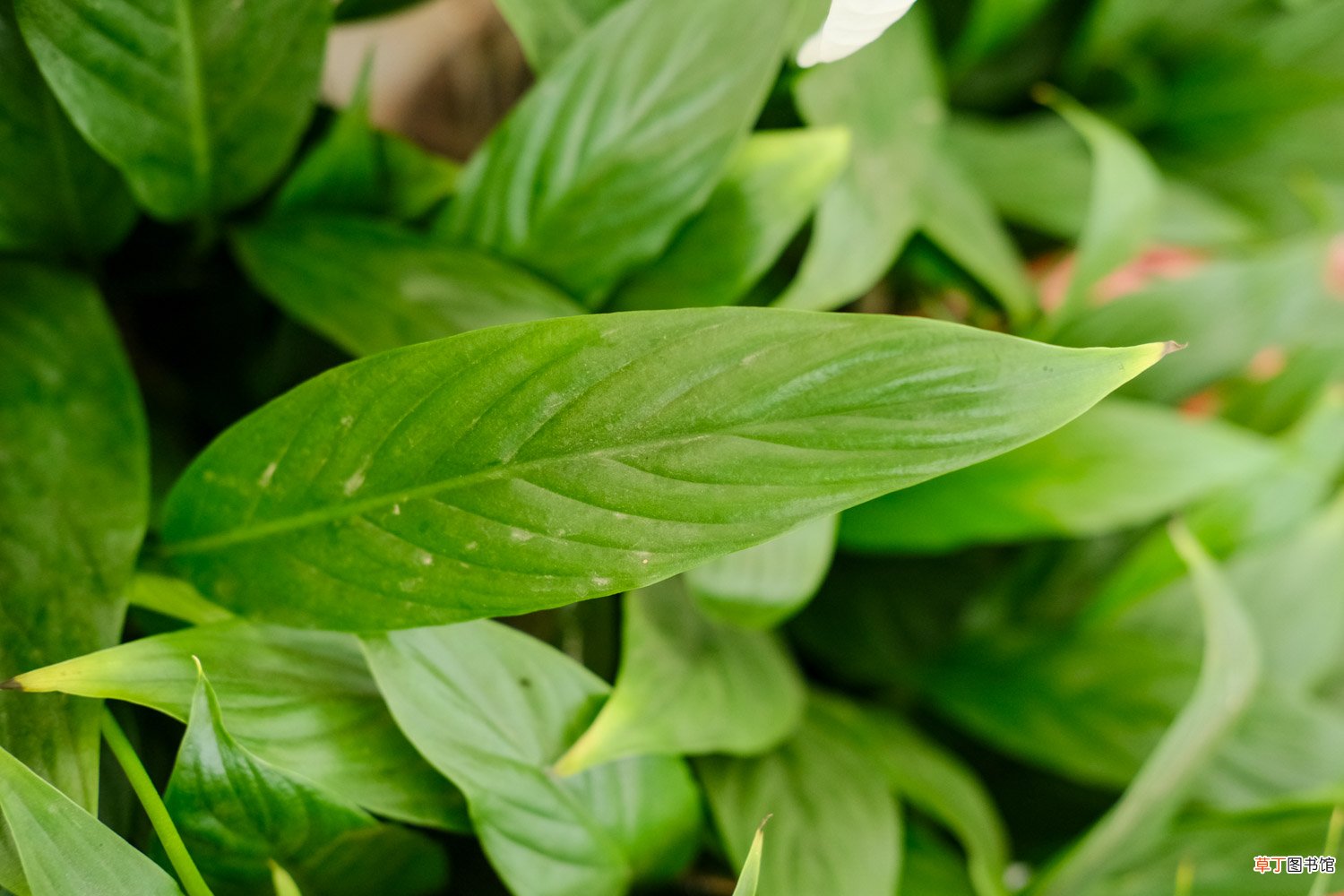 一帆风顺可以水养吗，水培放些什么，多少水合适？