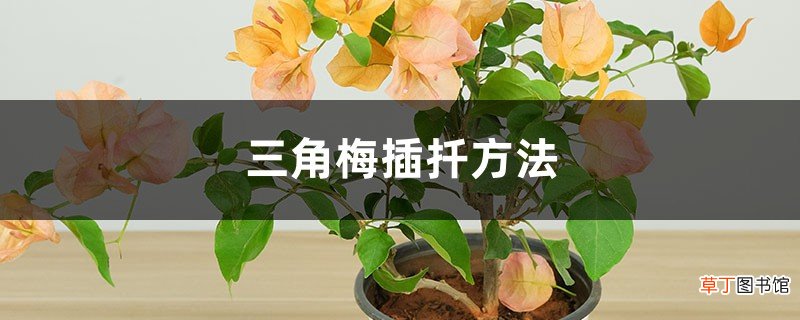三角梅插扦方法：几月份扦插、如何生根快？