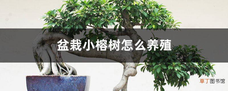 盆栽小榕树怎么养殖，冬天怎么养？