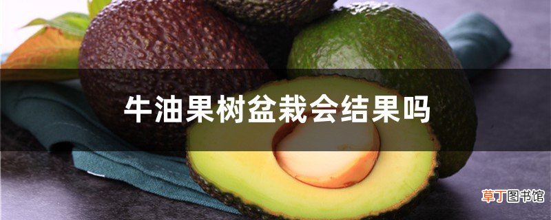 牛油果树盆栽会结果吗，怎么种植才结果？