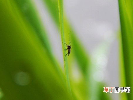 女人梦见蚊子很多是什么意思
