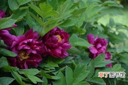 鱼缸内壁上有层雾似的 鱼缸水为什么变绿