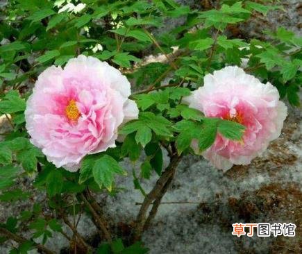 鱼缸内壁上有层雾似的 鱼缸水为什么变绿