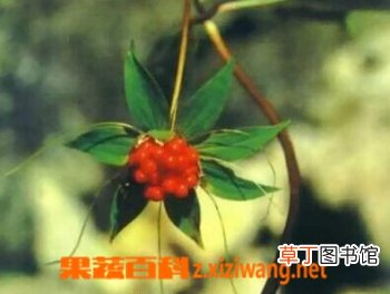 七叶一枝花的功效与作用