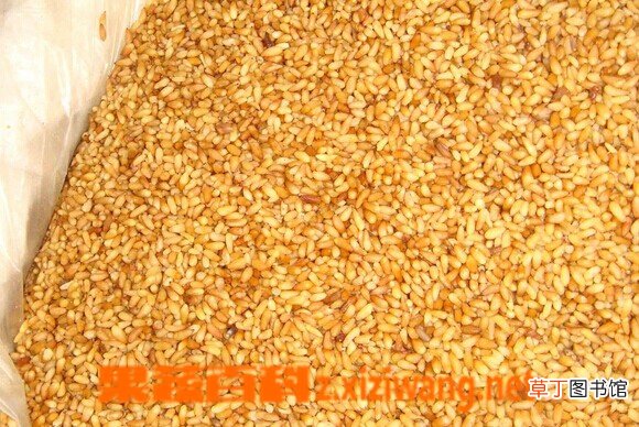 柏子仁的功效和作用