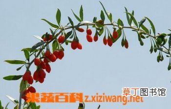 枸杞泡水喝有什么好处
