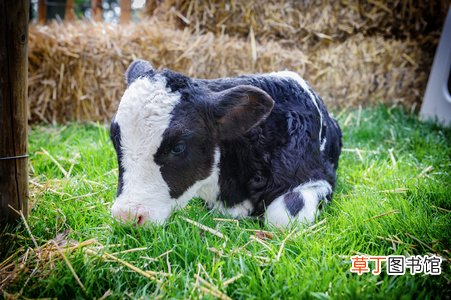 女人梦见小牛犊是什么意思