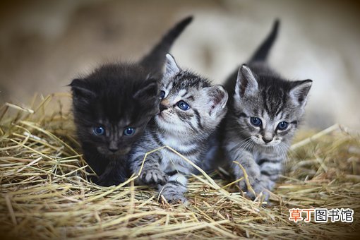 女人梦见可爱的小猫崽是什么意思