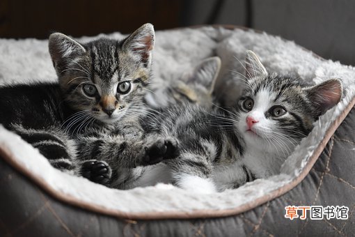 女人梦见可爱的小猫崽是什么意思