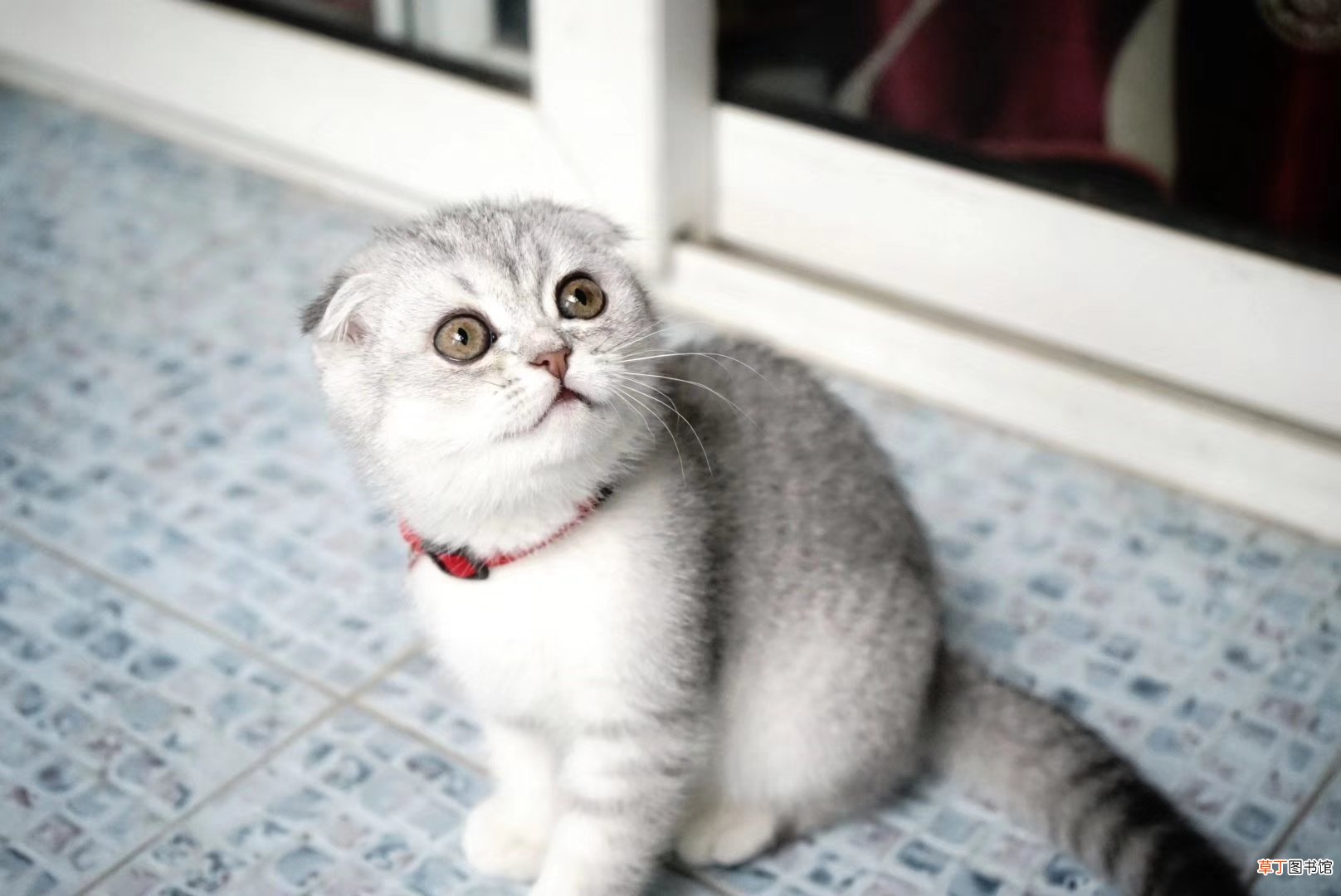 梦到养了一只猫什么意思