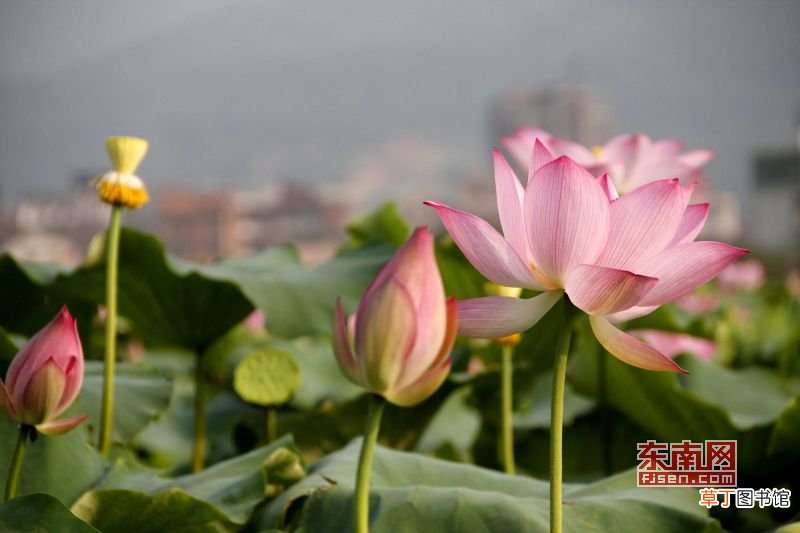 端午节祝福短语10字之内 端午节祝福语简短一句话