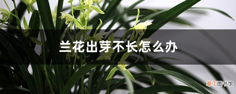 兰花出芽不长怎么办，怎样才能发壮芽？