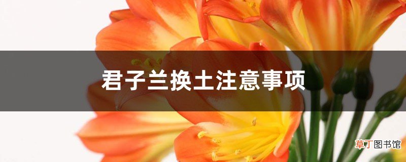 君子兰换土注意事项：旧土还能用吗？要修根吗？换后要浇水吗？