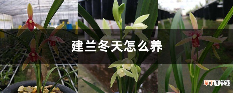 建兰冬天怎么养，合适的温度是多少，湿度是多少？