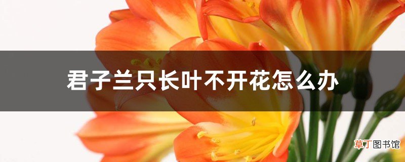 君子兰叶子油绿却不开花，换种肥试试看，年年开出大红花