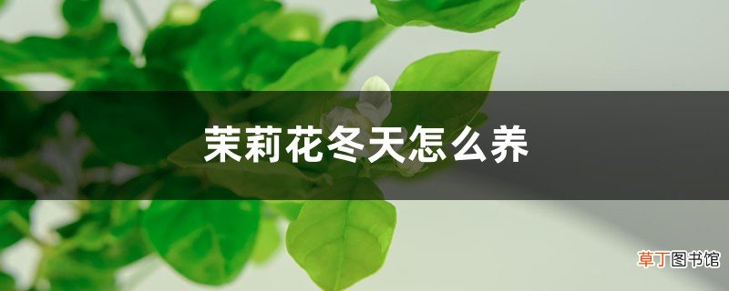 茉莉花冬天怎么养