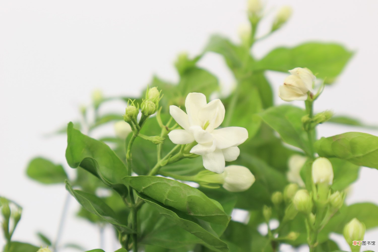 茉莉花冬天怎么养