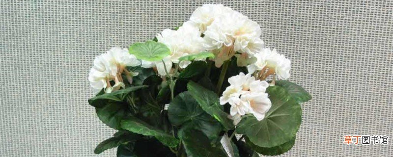 刚买回家的花应该怎么养