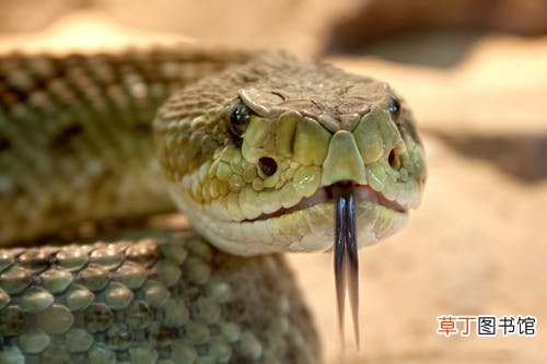 女人梦见蛇在路上爬行什么意思