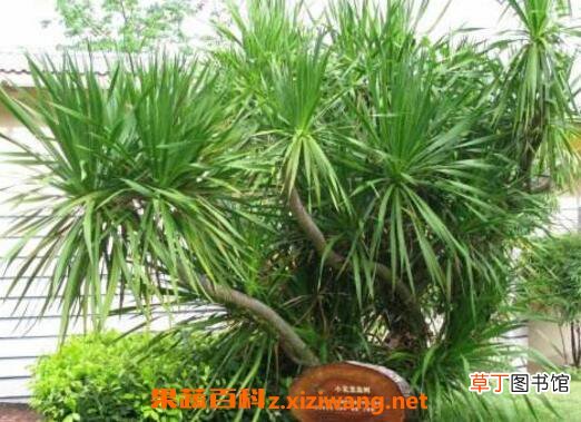 散尾竹怎么养 散尾竹怎么浇水