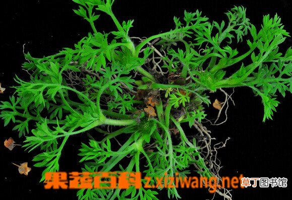 假吐金菊的功效与作用