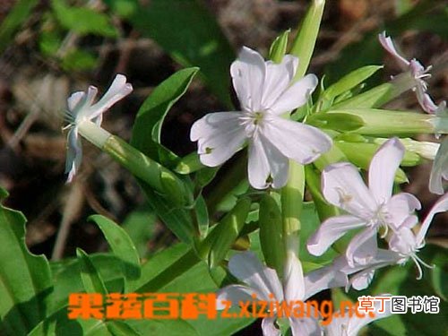 石碱草的功效与作用