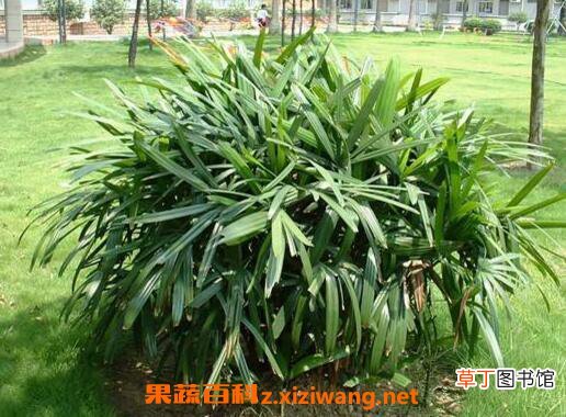 散尾竹怎么养 散尾竹的养殖方法和繁殖方法