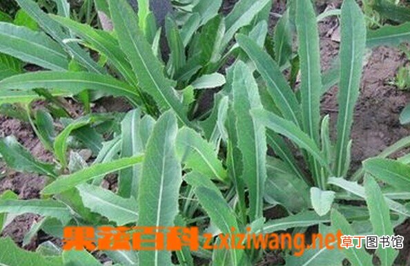 败酱草的功效和作用