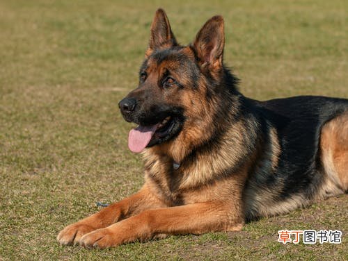 梦见孩子被狗咬了什么意思