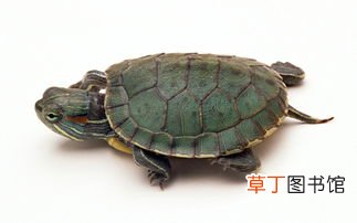 梦见捉到乌龟什么意思