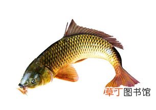 梦见抓了一条大鱼什么意思