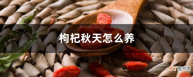 枸杞秋天怎么养