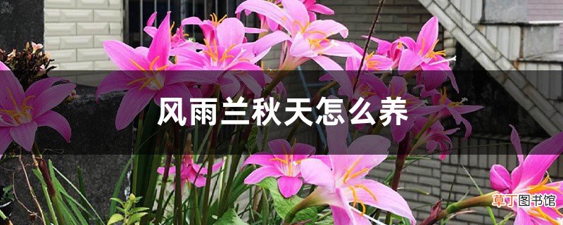 风雨兰秋天怎么养