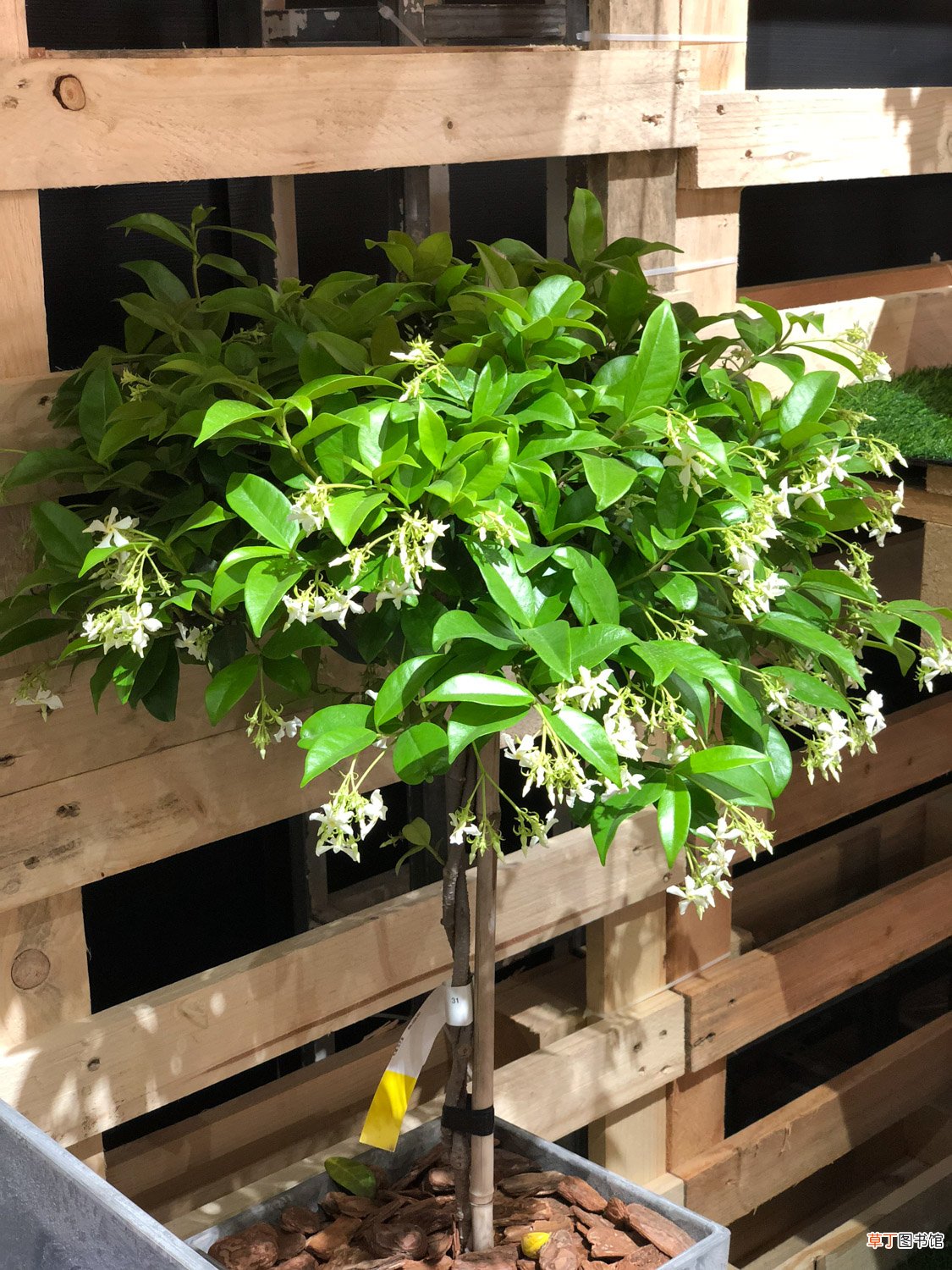 风车茉莉怎么养