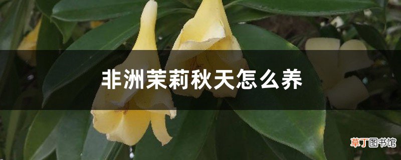 非洲茉莉秋天怎么养