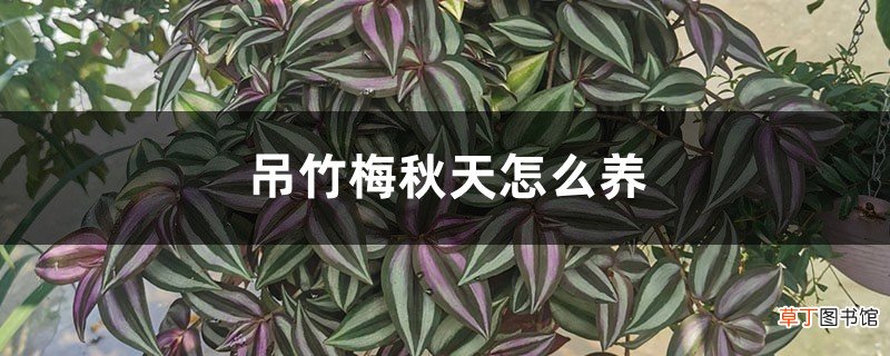 吊竹梅秋天怎么养