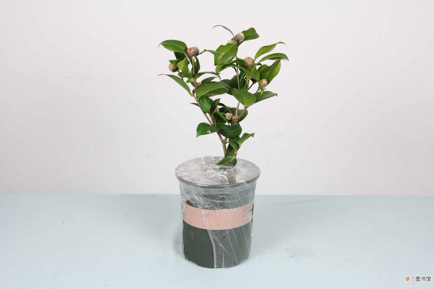 茶花冬天怎么养