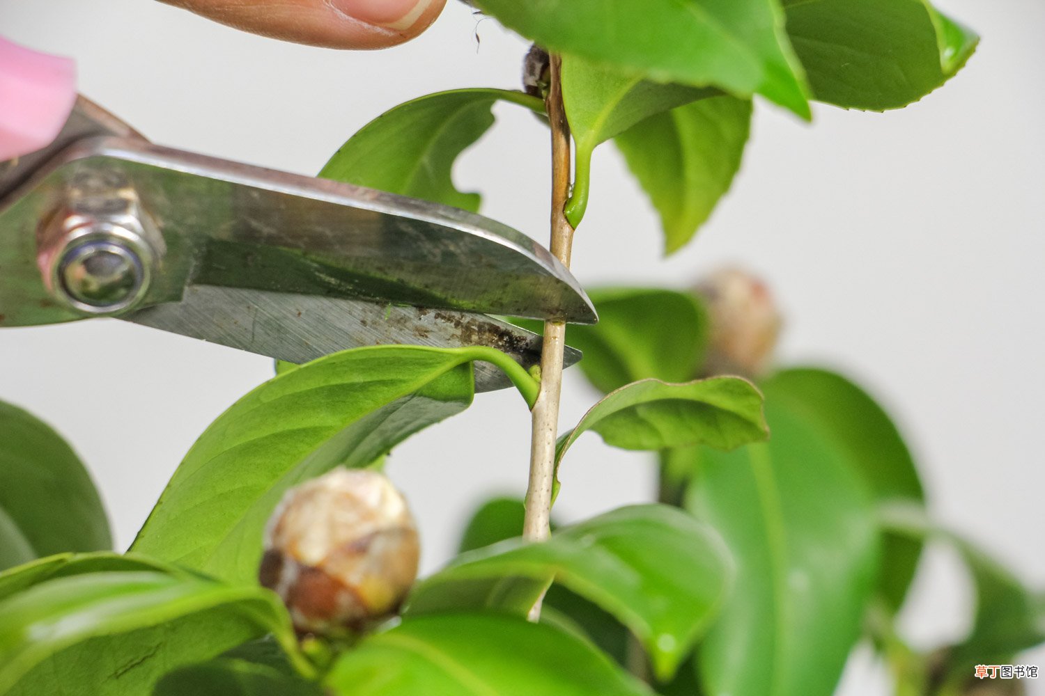 茶花冬天怎么养