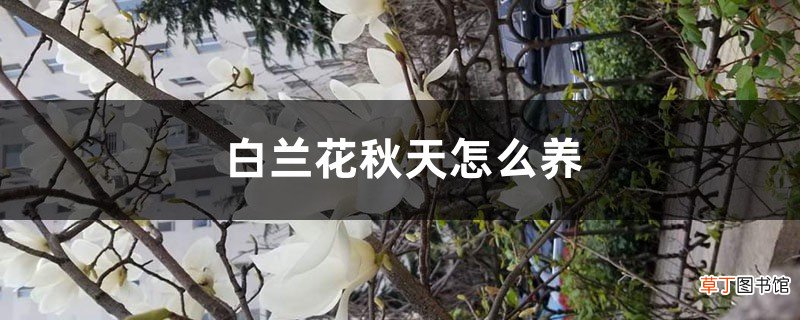 白兰花秋天怎么养