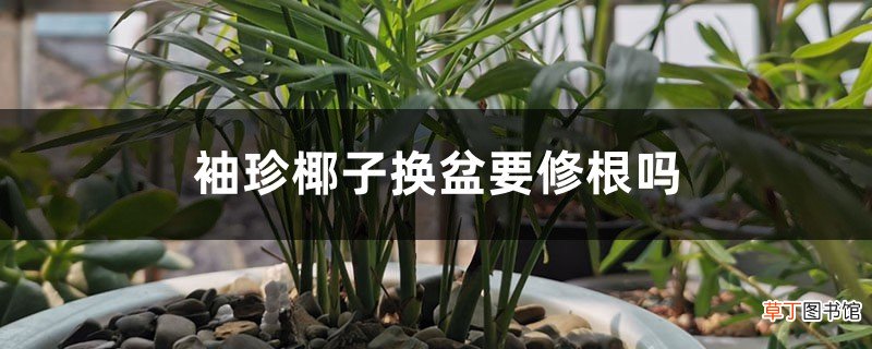袖珍椰子换盆要修根吗，几月份换盆？