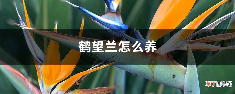 鹤望兰怎么养