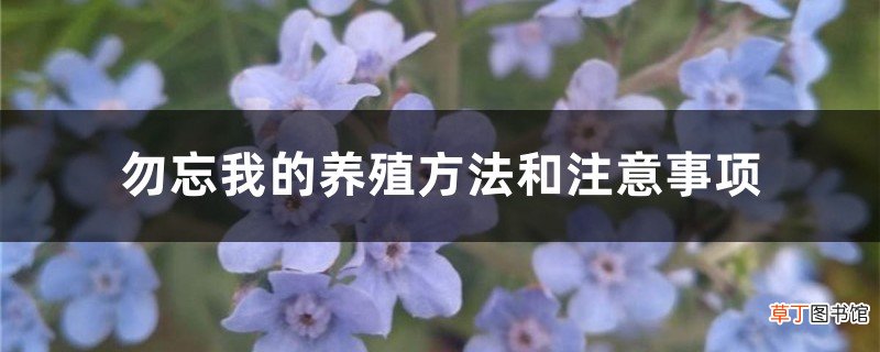 勿忘我的养殖方法和注意事项