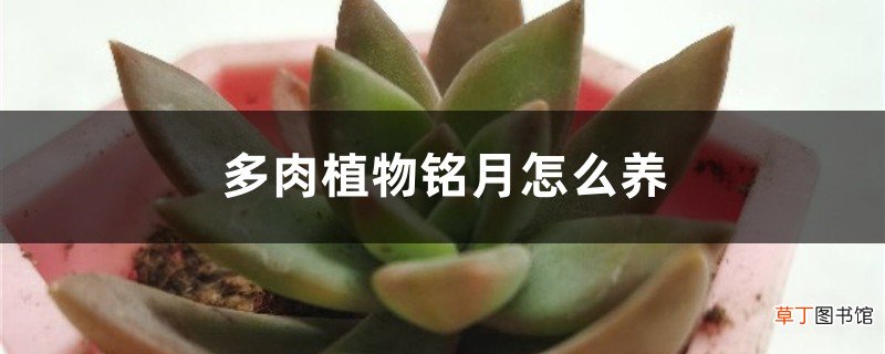 多肉植物铭月怎么养：如何修剪和养胖？