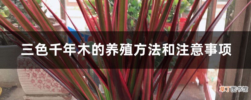 三色千年木的养殖方法和注意事项